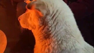 Apa rasa anak anjing yang dipanggang di atas api?