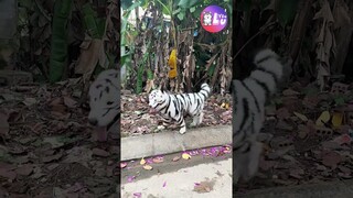 Bạch Hổ đã xuất hiện ở Việt Nam 😂 #Shorts #Yeulu #Yeuluofficial