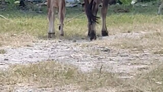 A week after Calving transferring to Cow's shed Heifer with her Calf