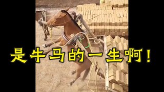 The life of an ox or a horse is nothing but happiness.