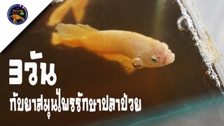 ผ่านไป3วันกับยาสมุนไพรรักษาปลากัดป่วยจะได้ผลหรือไม่มาดูกันสไตล์korattv