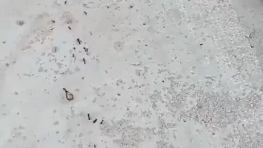 Ant: You probably won't believe it if I tell you!