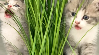 "พวกเราแค่อาบน้ำในหญ้า!" - ลูกแมวตัดสินใจทำลายบ้านของเรา