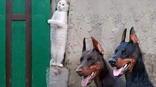 แมวกับหมาที่สนุกที่สุด 🐱🐶 ตอนที่ 14