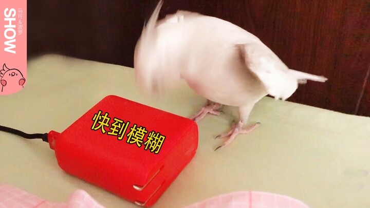 沙雕鹦鹉每天清晨模仿邻居家装修声，叫主人起床陪它玩！