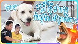 วิธีฝึกใช้สายจูงกับน้องหมาและสัตว์เลี้ยงที่ถูกต้อง !! EP.4 - Khonpets