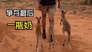 那些欢乐的动物视频！