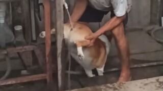 Chó con: Đến phiên tòa thì mang theo cái video rác rưởi của mày đi!