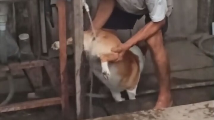 Puppy: Bring that crappy video of yours to court!