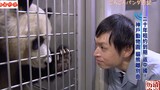 20年租约到期，神户动物园熊猫要返回中国，日本饲养员泣不成声