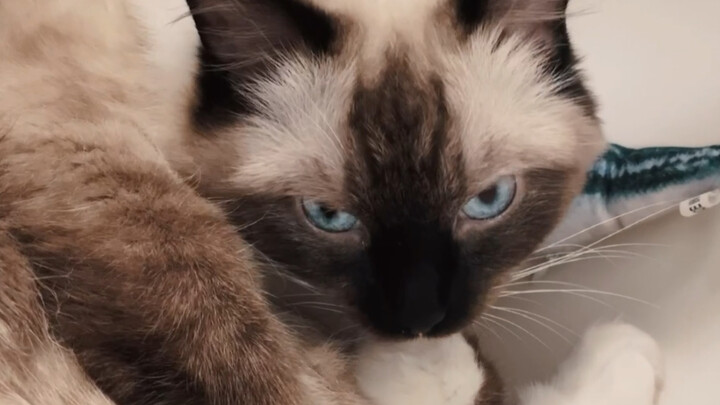 قطة لطيفة تأكل يديك :D