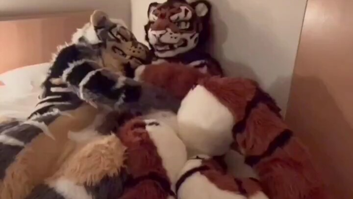 Giờ ngủ trưa của hổ