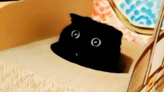 十二月的第一天！发给你最想念的那个人看！希望千岁岁的可爱可以让你整月好运连连！