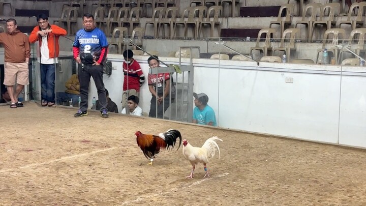 3 Cock Anniversary Derby @SSAC Last fight - D