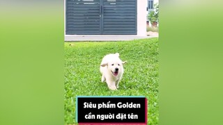 Gâu Đần là đây nha… tuitienpet dcgr pet goldenretriever