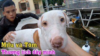 Pitbull Và Tôm Của @Săn Bắt Ẩm Thực Vùng Cao Thương Tích Đầy Mình Sau Những Ngày Mất Tích | Sinh 09