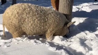 "Babi Mangalitsa" dengan gaya rambut keriting alami tampak seperti "babi domba", benar-benar ingin m
