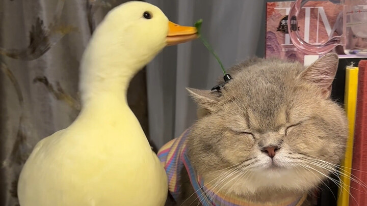 Duck: Unknown manners, stubbornly putting on a brave face