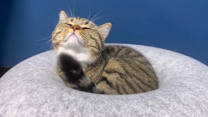 The sleep-inducing little tail is online again
