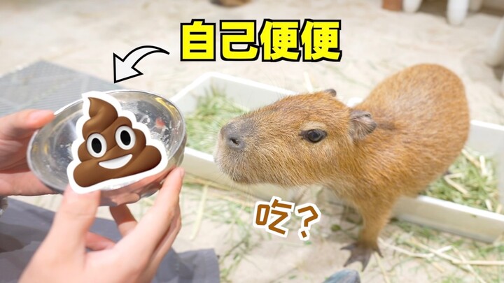 Apakah capybara benar-benar makan kotorannya sendiri? Penjaga kebun binatang langsung memilih dan me