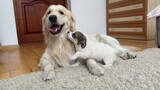 How much the puppy loves the golden retriever, look how excited the child is