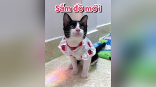 Đẹp dữ dậy chàiii 🤣mèo cats vitaminmèo