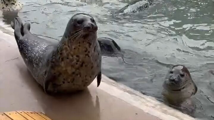 Seals actually make that kind of sound—though their calls really do sound like a leopard’s.