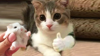 Aww 🐱 Cat Reaction Videos Top Funny & Crazy Cats 16