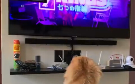Wah! Ariana Grande udah terkenal sampai ke dunia anjing!