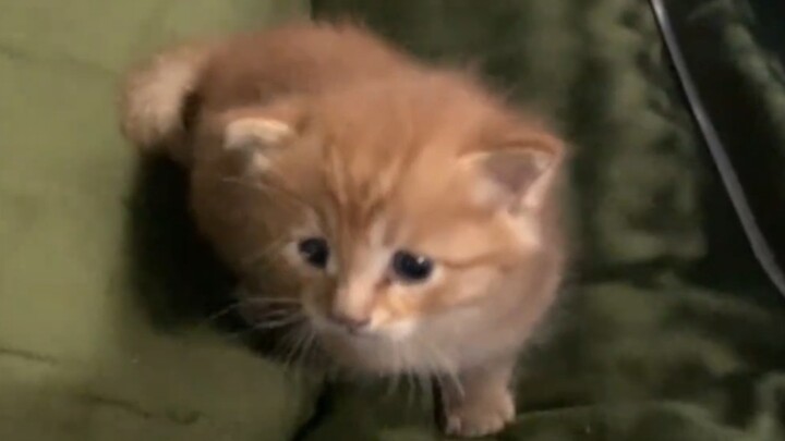 Ruang peralatan sekolah dipenuhi kucing