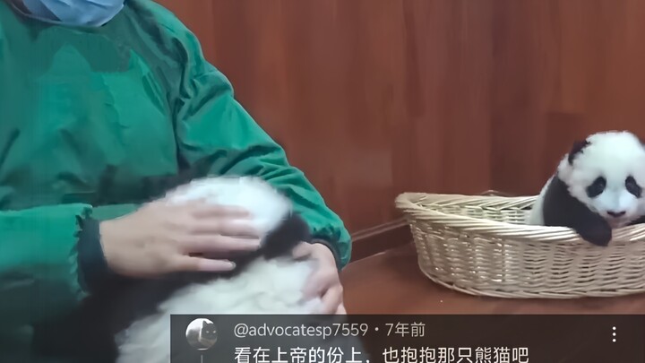Foreign websites are hotly discussing the funny moment when a Chinese panda gets jealous and asks fo