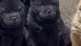 Memelihara anjing yang sederhana dan kasar, cara memelihara anjing saat pertama kali tiba di rumah, 