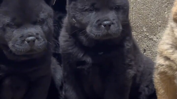 Simple and rough dog raising, how to raise a dog when it first arrives home, watch out #五黑犬的魅力#萌宠出道计