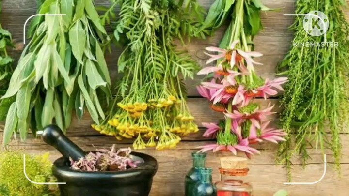 medicinal plants and its uses
