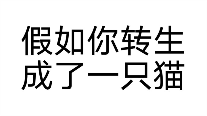 (Bài kiểm tra vòng quay) Khi bạn bừng tỉnh và phát hiện mình đã chuyển sinh thành một chú mèo