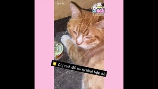 [Vietsub] Mèo béo biết nó nổi tiếng rồi, nó liền bành trướng lắm | Ổ nhỏ của Hoài