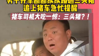 A man driving encountered three pigs intermittently along the road and quickly alerted the pig truck