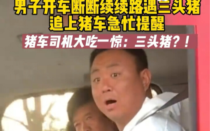 A man driving encountered three pigs intermittently along the road and quickly alerted the pig truck