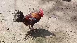 gull lugon pampanga
