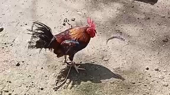 gull lugon pampanga
