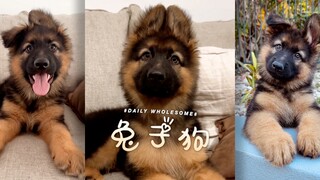 在地摊上买了只长了兔子耳朵的土狗