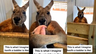 Furious Kangaroo: Either it's fighting, or it's on its way to fight.