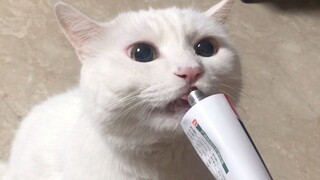 大小咪站姿掰头战-上次吃完营养膏，姜阿姨说我站得不好看，今天再吃一次为自己正名！