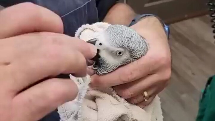 After all these years, this is the first time I’ve seen someone pick a parrot’s boogers… but it’s so