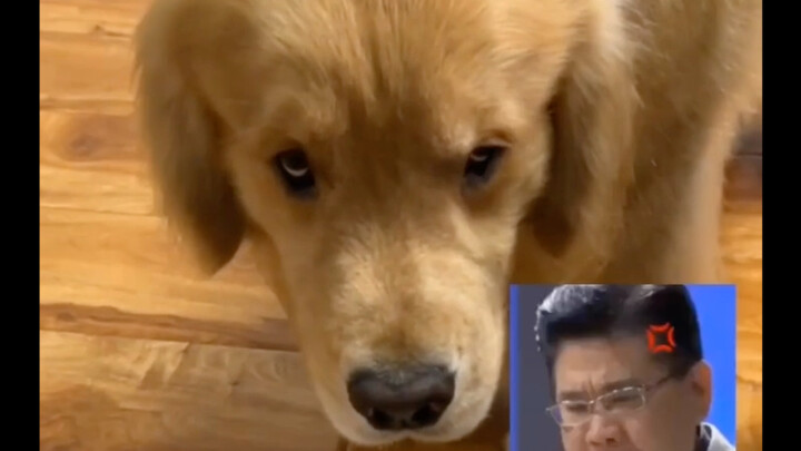 ครั้งแรกที่เห็นแววฆ่าในดวงตาของน้องหมา @ โกลเด้นรีทรีฟเวอร์
