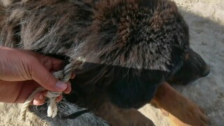 Pemimpin ingin makan daging anjing, jadi kamu datang untuk menjebak anjingku. Kamu anjing yang baik.