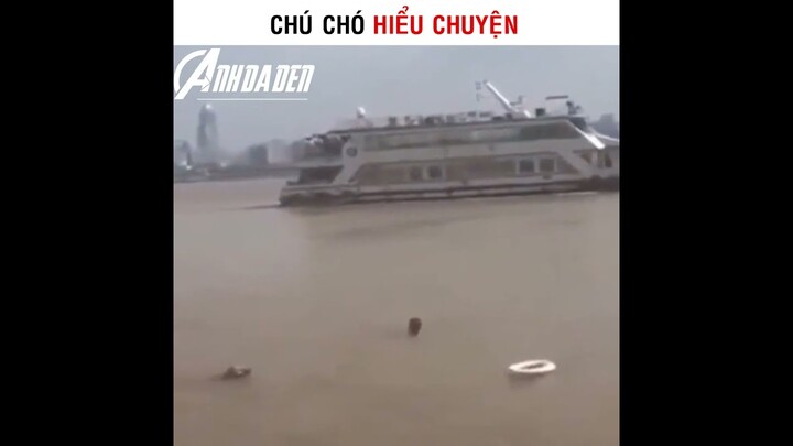 Chú Chó Hiểu Chuyện