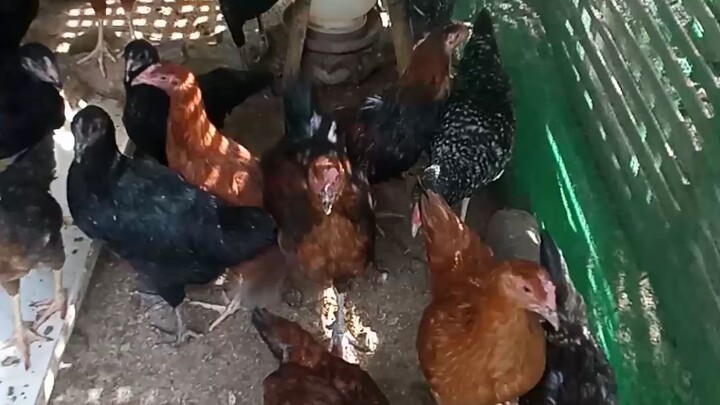 pm lng... 250 ang kilo