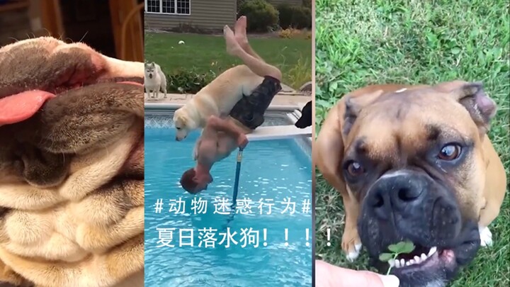 Tingkah Lucu Hewan Pt.6: Yuk Lihat Anjing Kecelakaan di Musim Panas!
