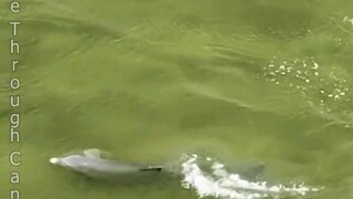 Considering the intelligence of dolphins, this is definitely a personal grudge.